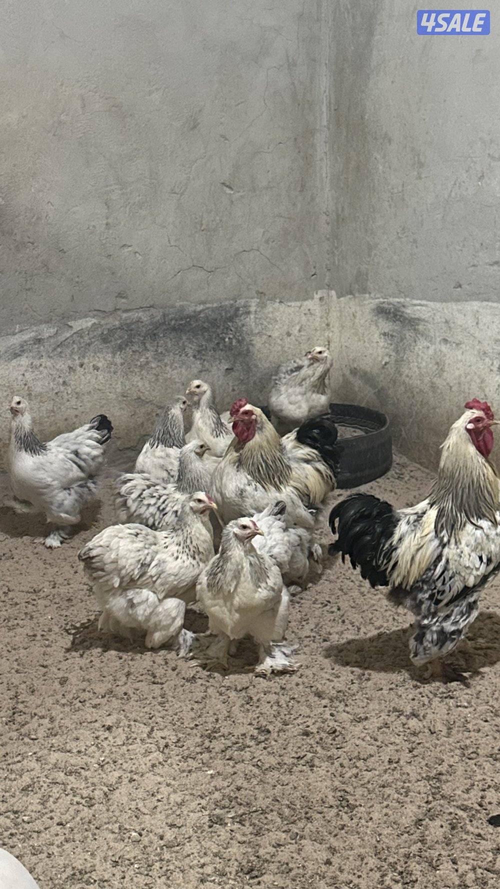 للبيع مجاميع براهما الانتاج8