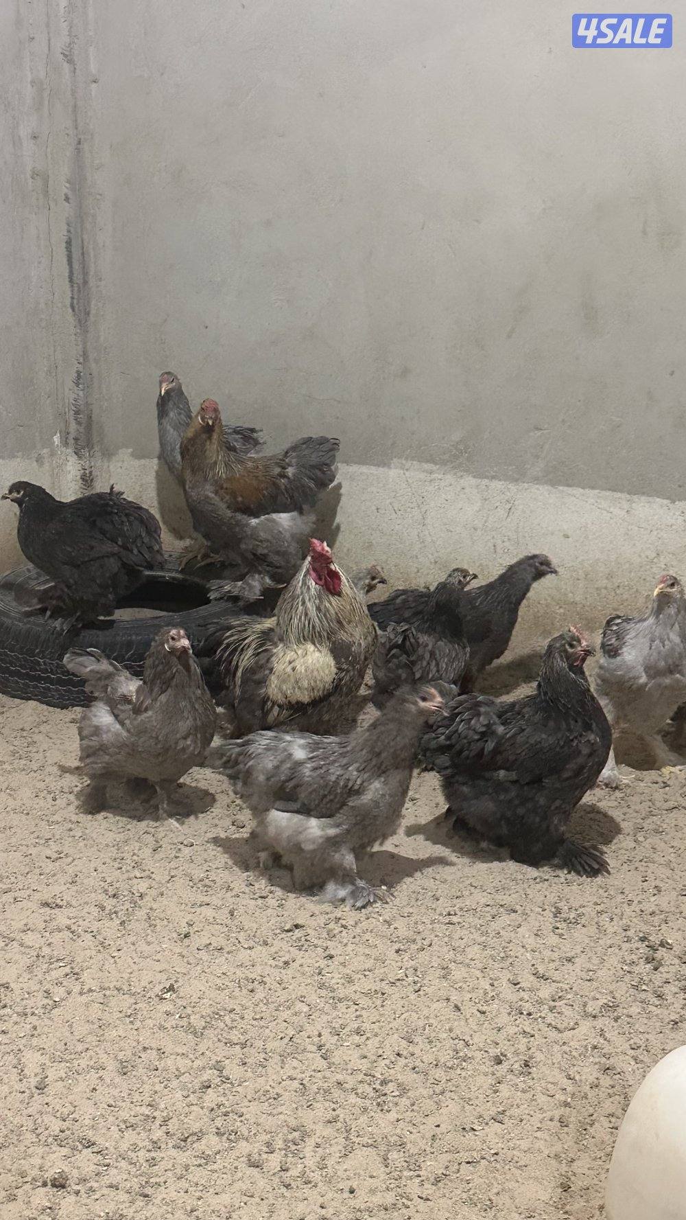 للبيع مجاميع براهما الانتاج9