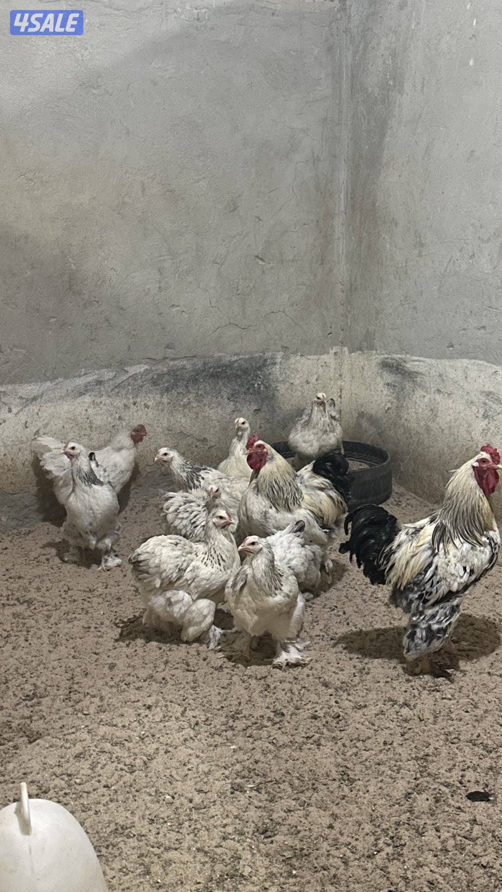 للبيع مجاميع براهما الانتاج10