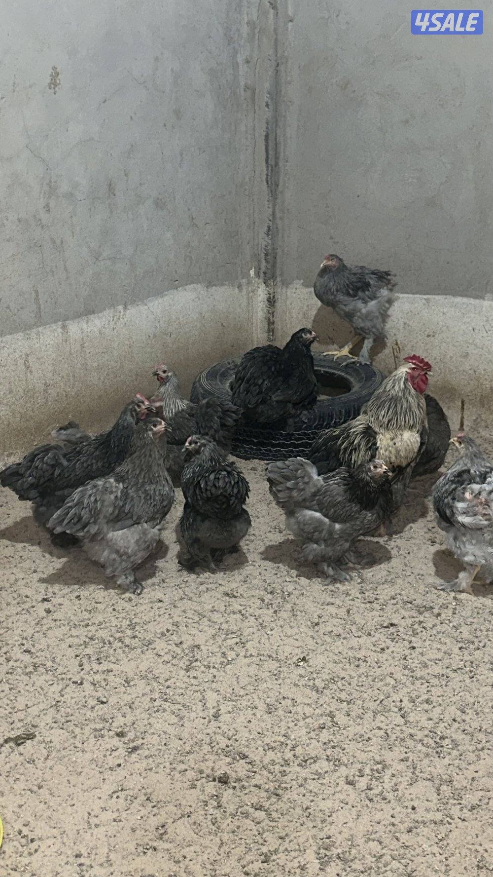 للبيع مجاميع براهما الانتاج11