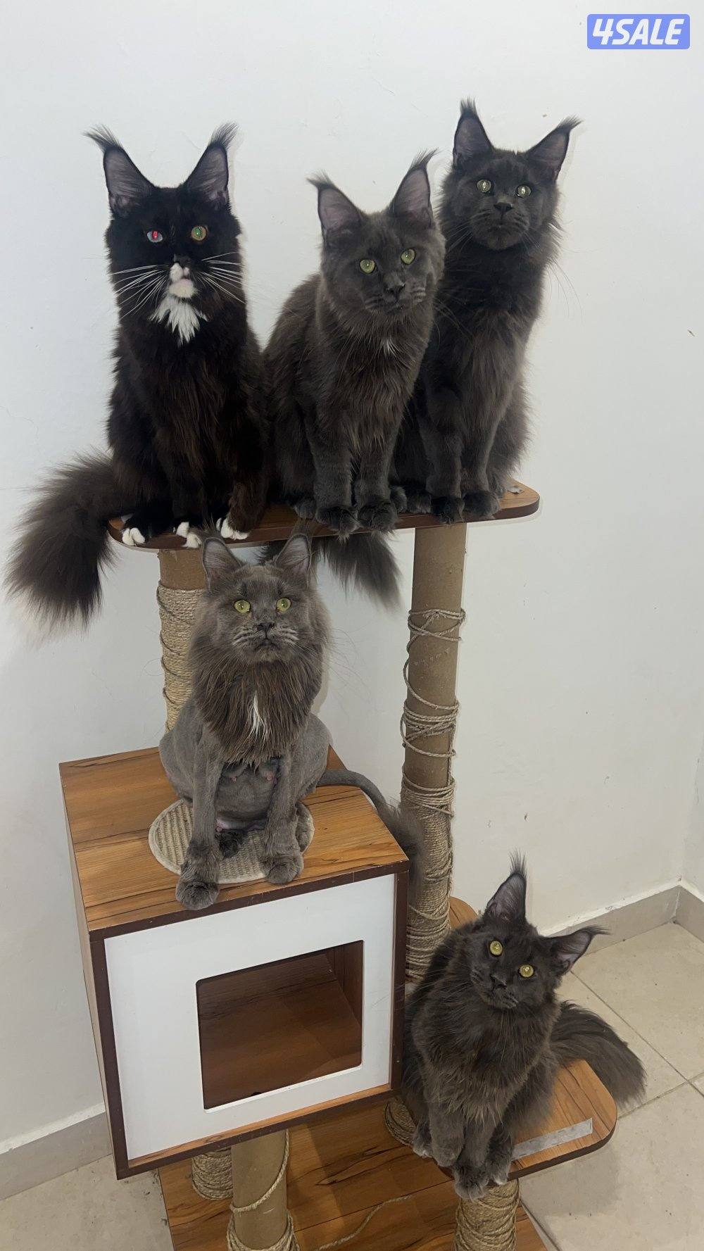 Mainecoon Cats 😻 Lovely, friendly and exotics giants cats.0