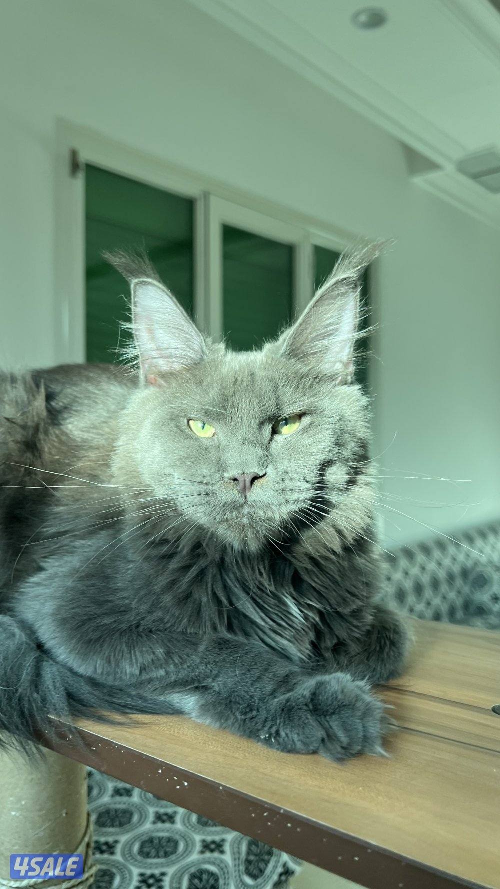 Mainecoon Cats 😻 Lovely, friendly and exotics giants cats.2