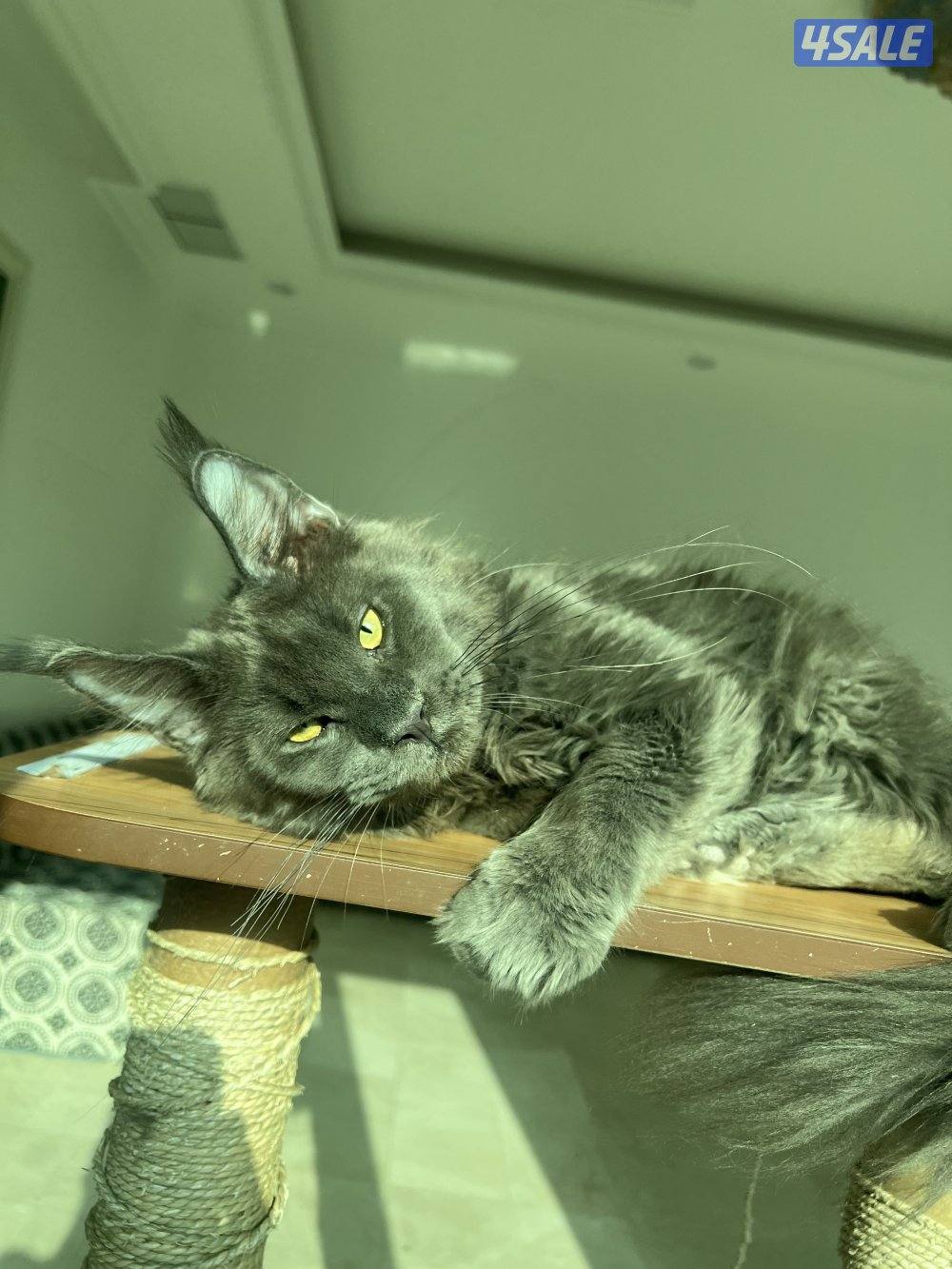 Mainecoon Cats 😻 Lovely, friendly and exotics giants cats.3