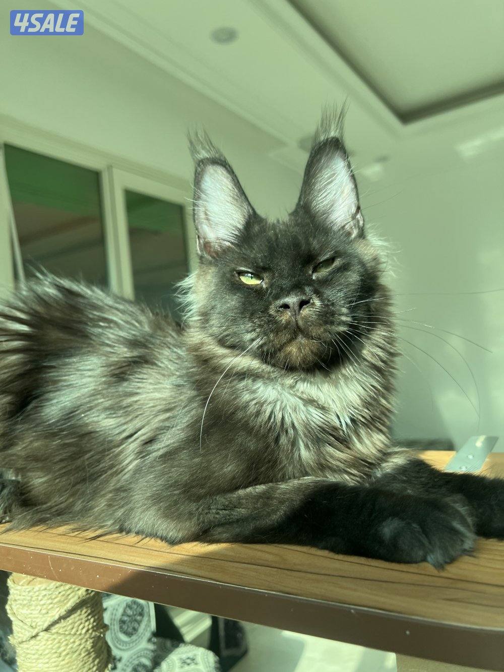 Mainecoon Cats 😻 Lovely, friendly and exotics giants cats.4