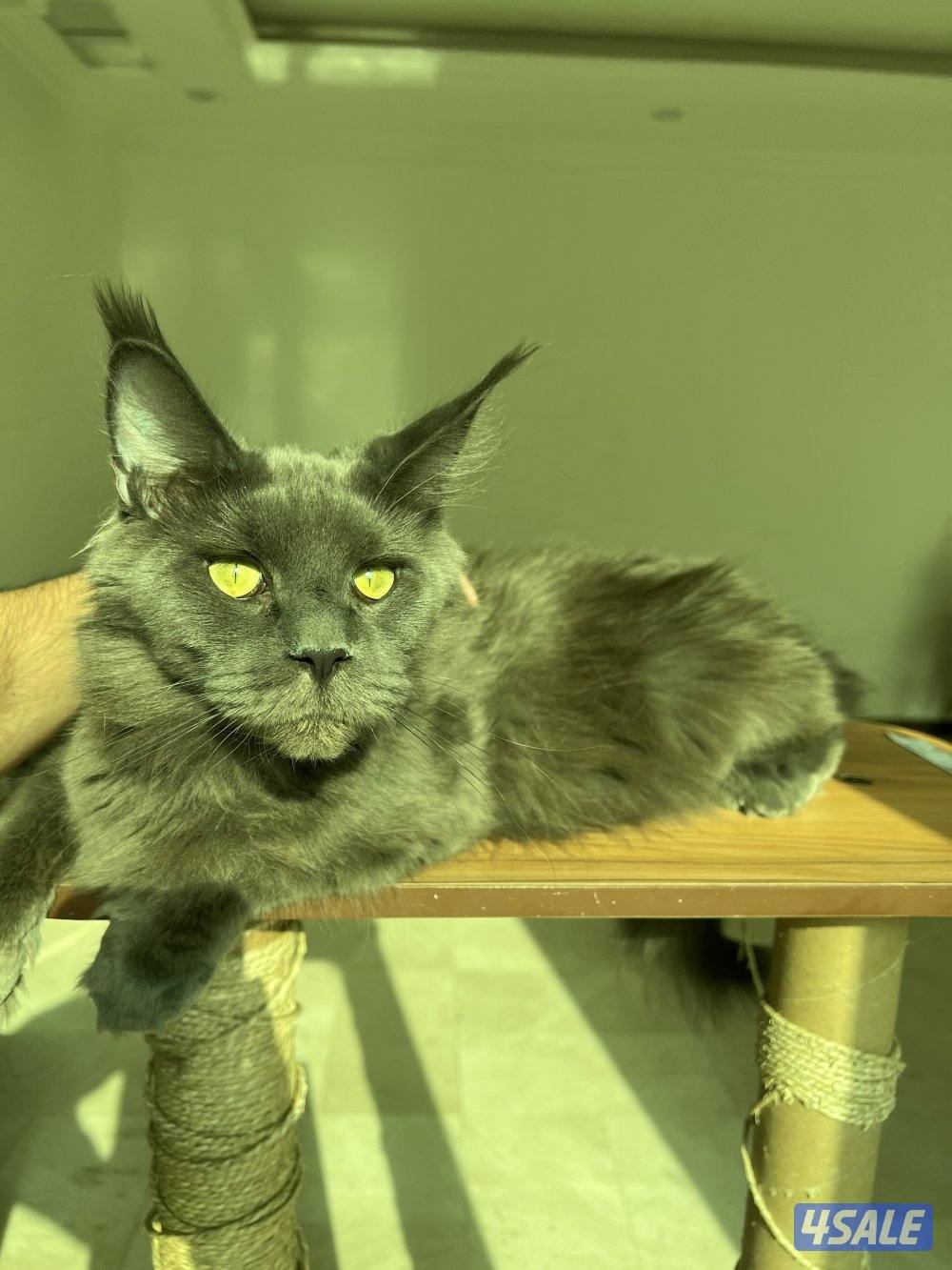 Mainecoon Cats 😻 Lovely, friendly and exotics giants cats.5