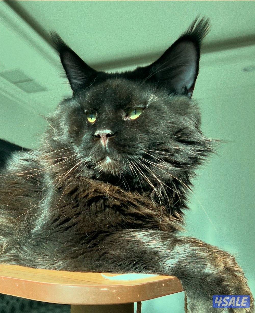 Mainecoon Cats 😻 Lovely, friendly and exotics giants cats.6