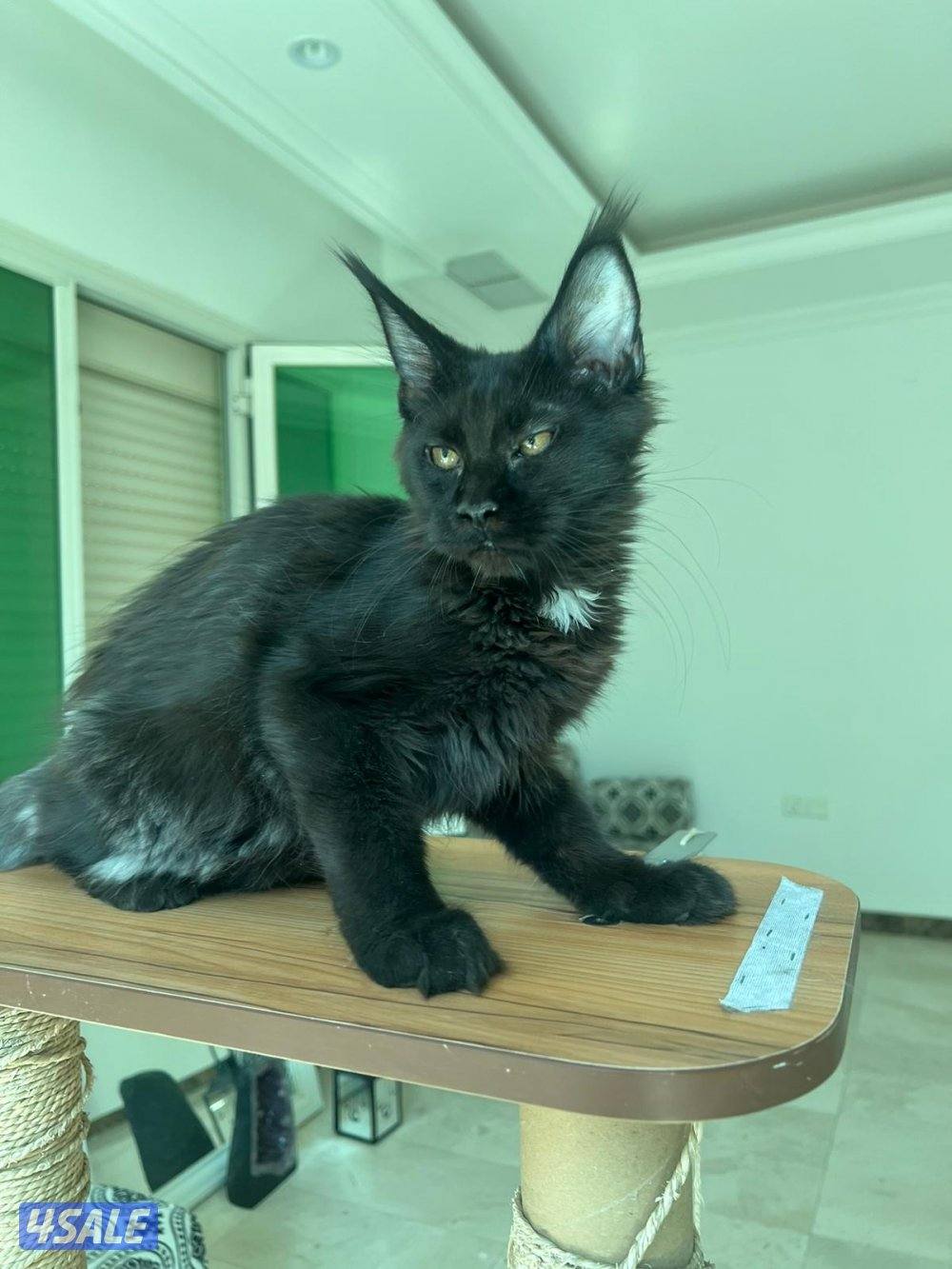 Mainecoon Cats 😻 Lovely, friendly and exotics giants cats.7