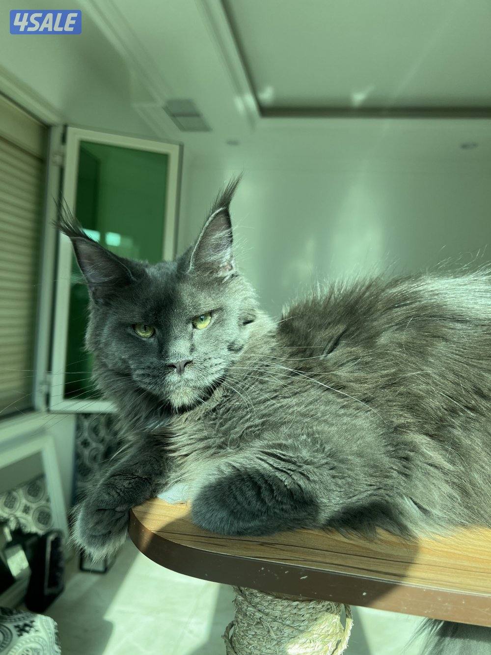 Mainecoon Cats 😻 Lovely, friendly and exotics giants cats.8