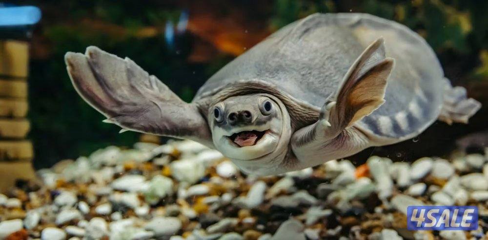 سلحفاه pig nosed0