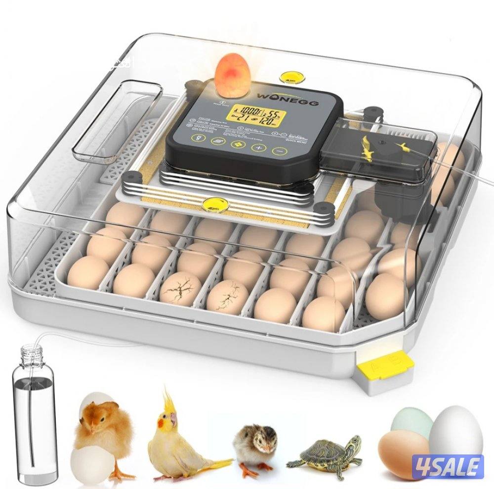 🪺فقاصة شقرديه٢ وسط🐦0