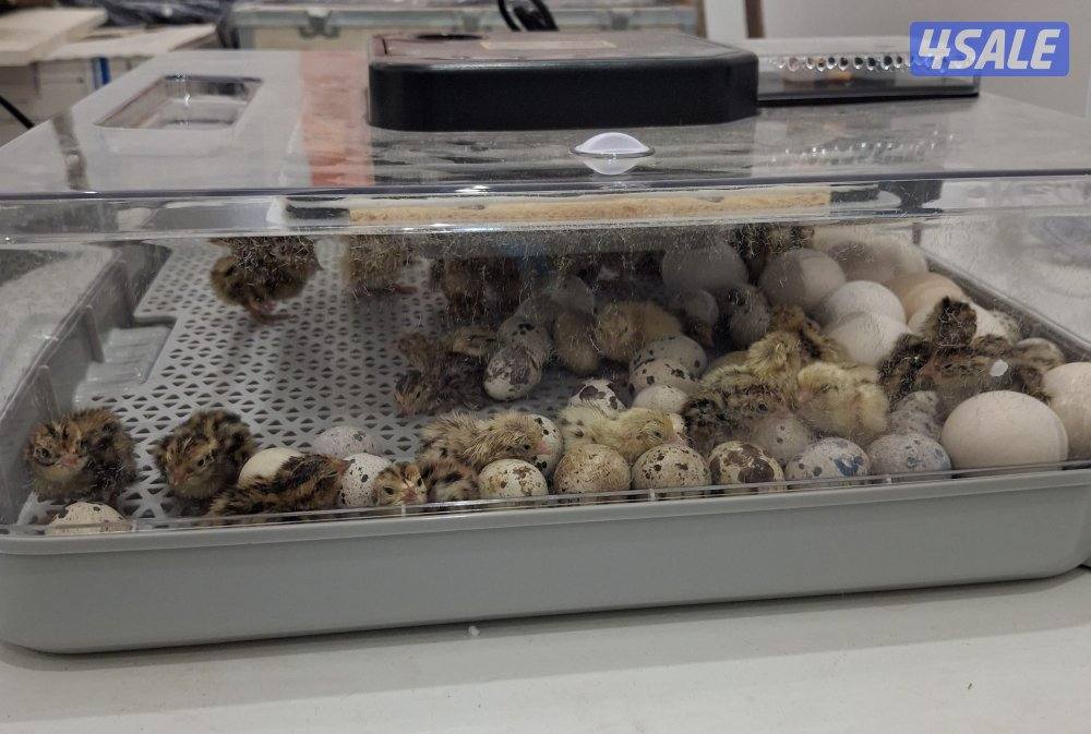 🪺فقاصة شقرديه٢ وسط🐦1