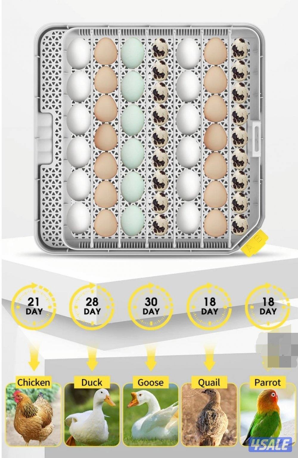🪺فقاصة شقرديه٢ وسط🐦4