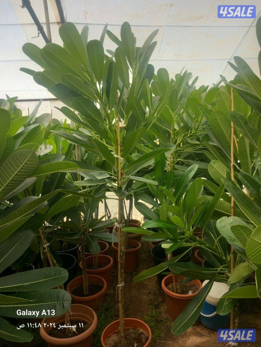 ابواحمد  تنسيق حدائق والسياج التركي6