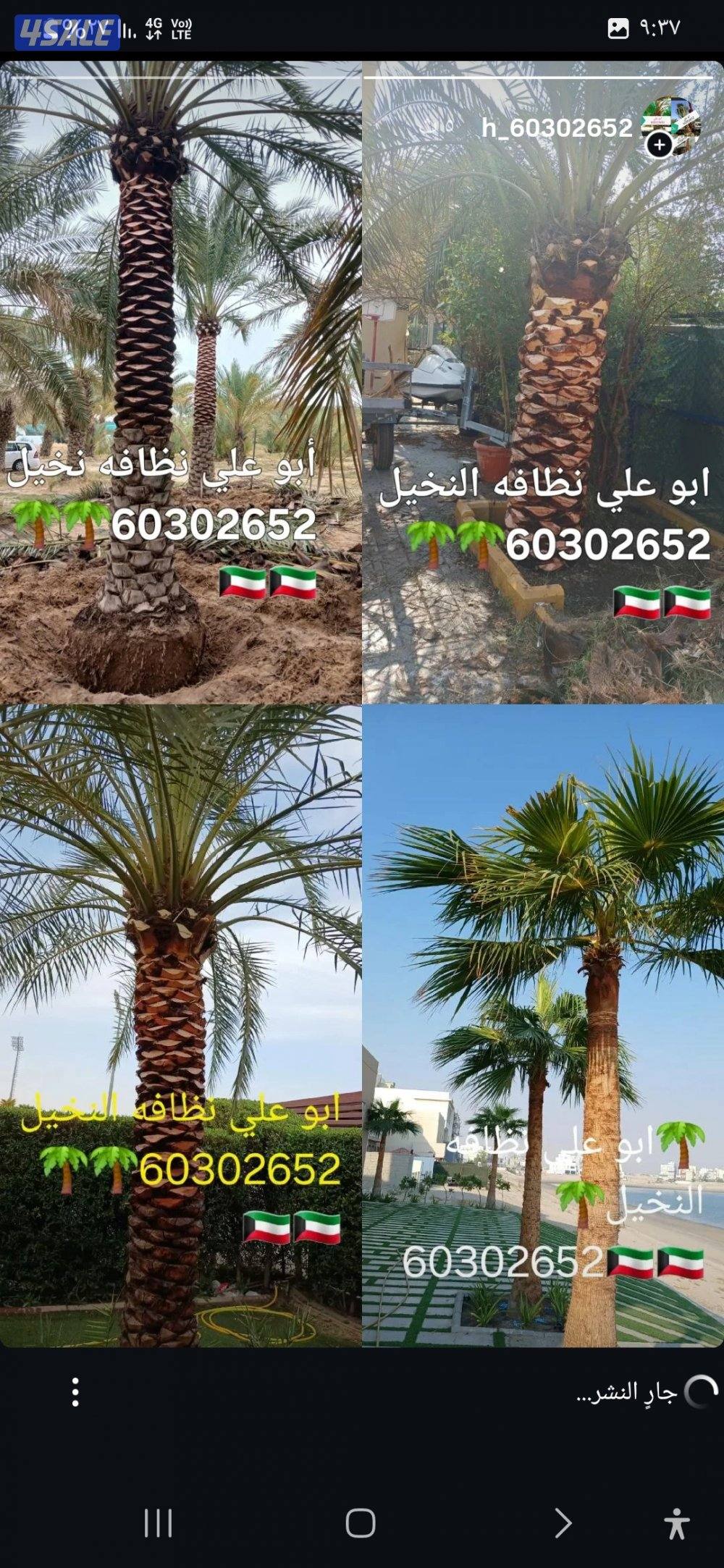 🌴 تكريب ونظافه النخيل 🌴جميع مناطق الكويت🇰🇼 وجميع قص الاشجار أبوعلي3