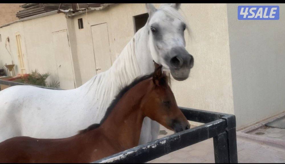 فرس مصرية مع المهر1
