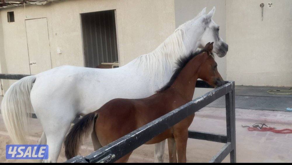 فرس مصرية مع المهر2
