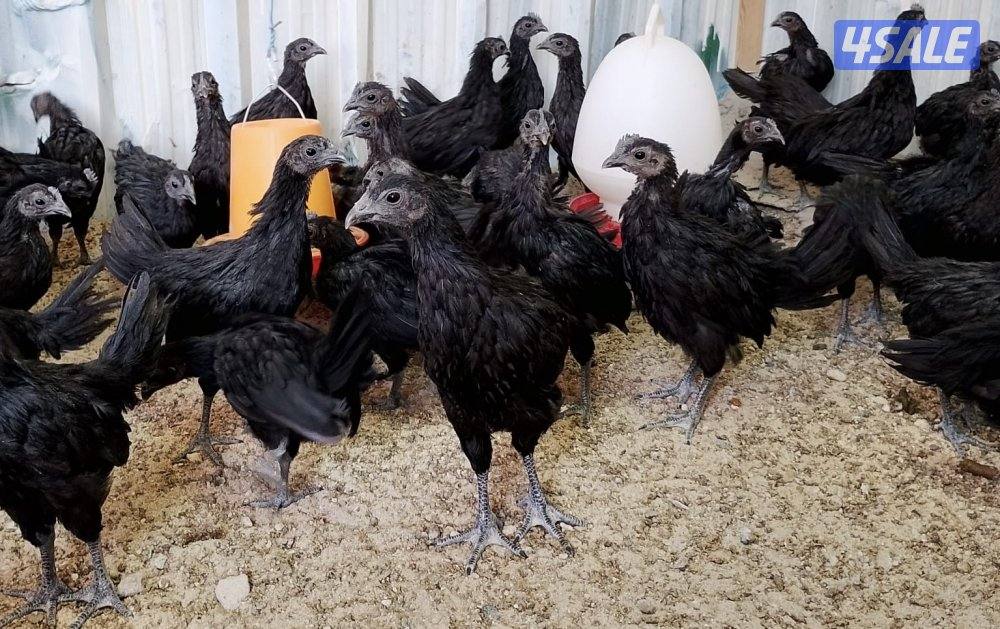 ايام سيماني0