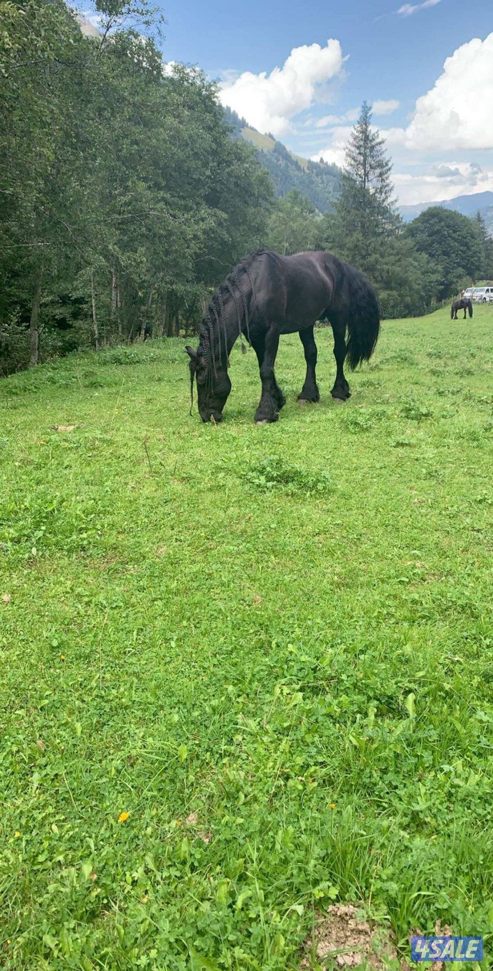 للبيع جاخور بكبد قطعه 8 قريب م مساحه 1250 ثلاث غرف حمامين مطبخين صبه0