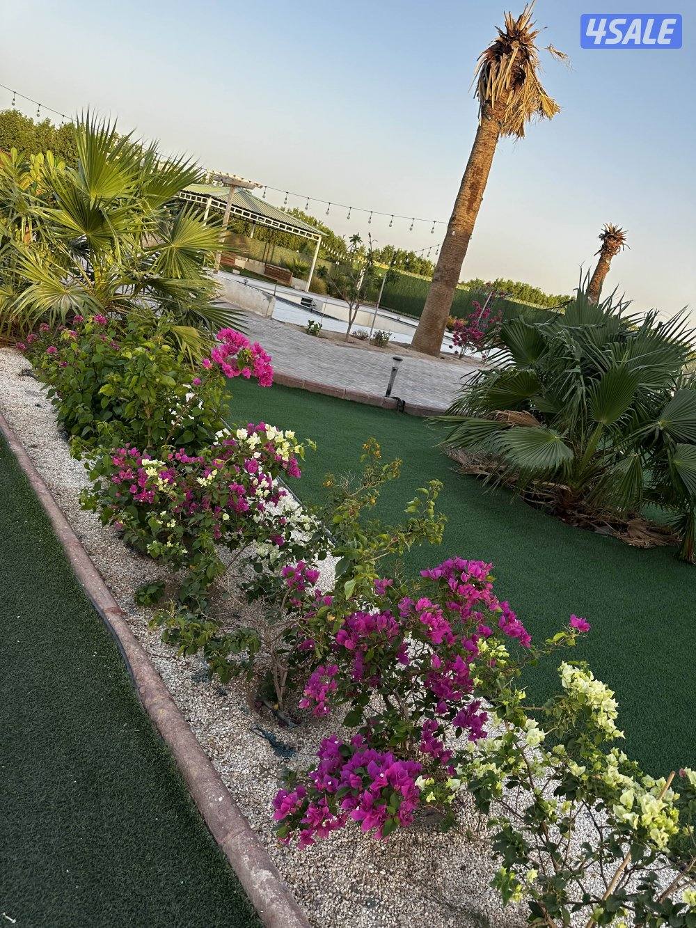 مزرعه كوينز لاند العبدلي0