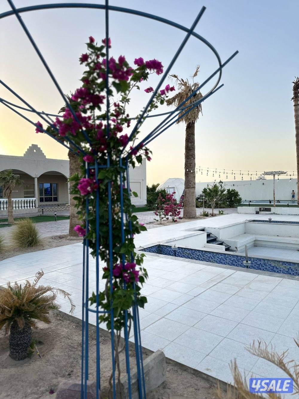 مزرعه كوينز لاند العبدلي5