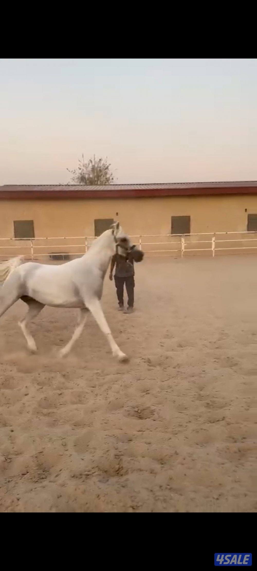 للبيع فرس واهو مكس0