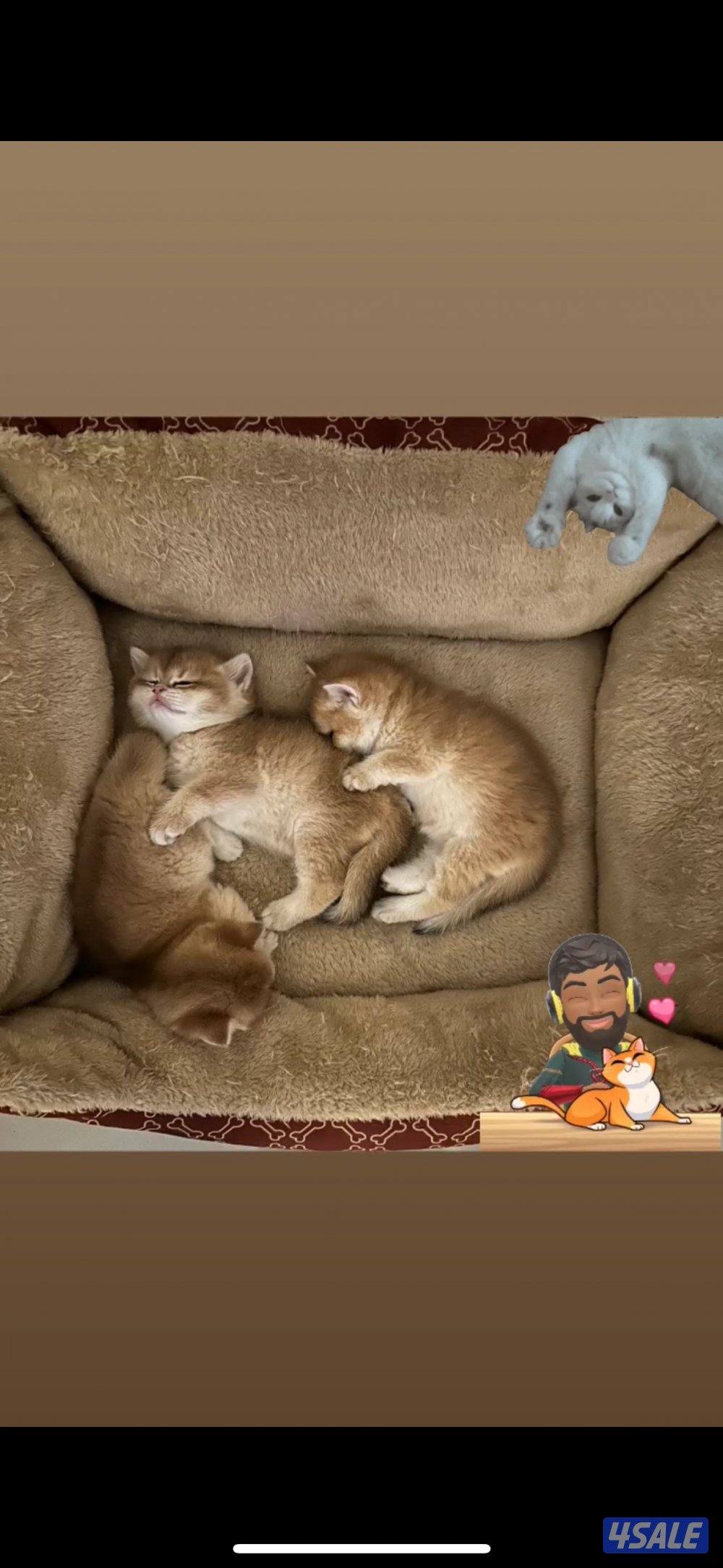 من فضلك/ج قَلِّبْ/ي بين الصور - لمن يرغب في التَمَيُّز!!!1