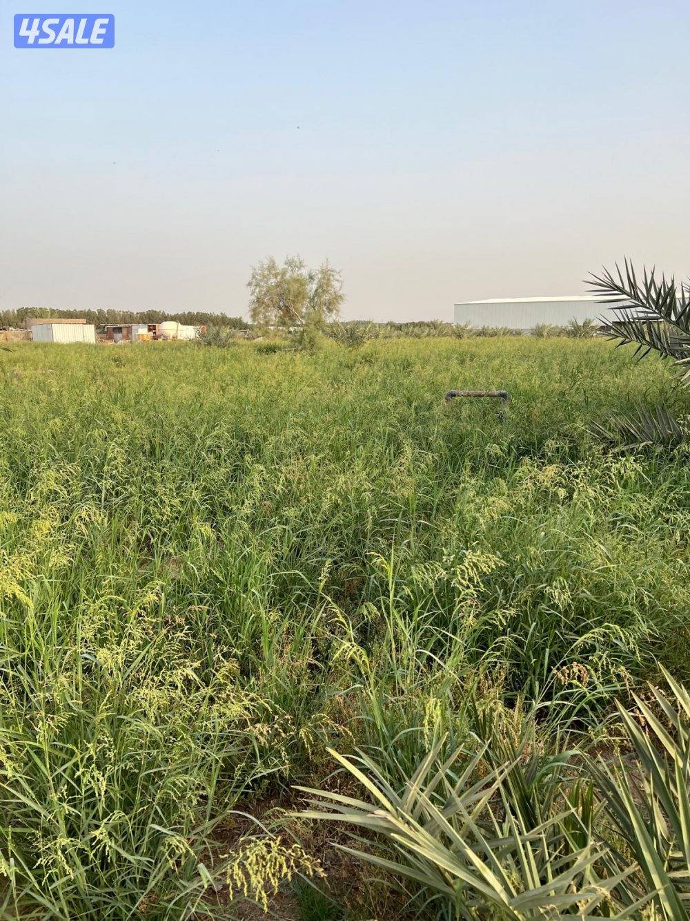 للبيع مزرعه 12,500بالعبدلي موقع مميز وقريب من الطريق العبدلي في قطعه26