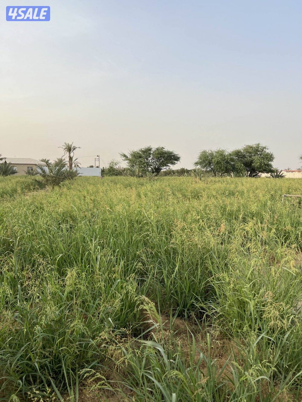 للبيع مزرعه 12,500بالعبدلي موقع مميز وقريب من الطريق العبدلي في قطعه210