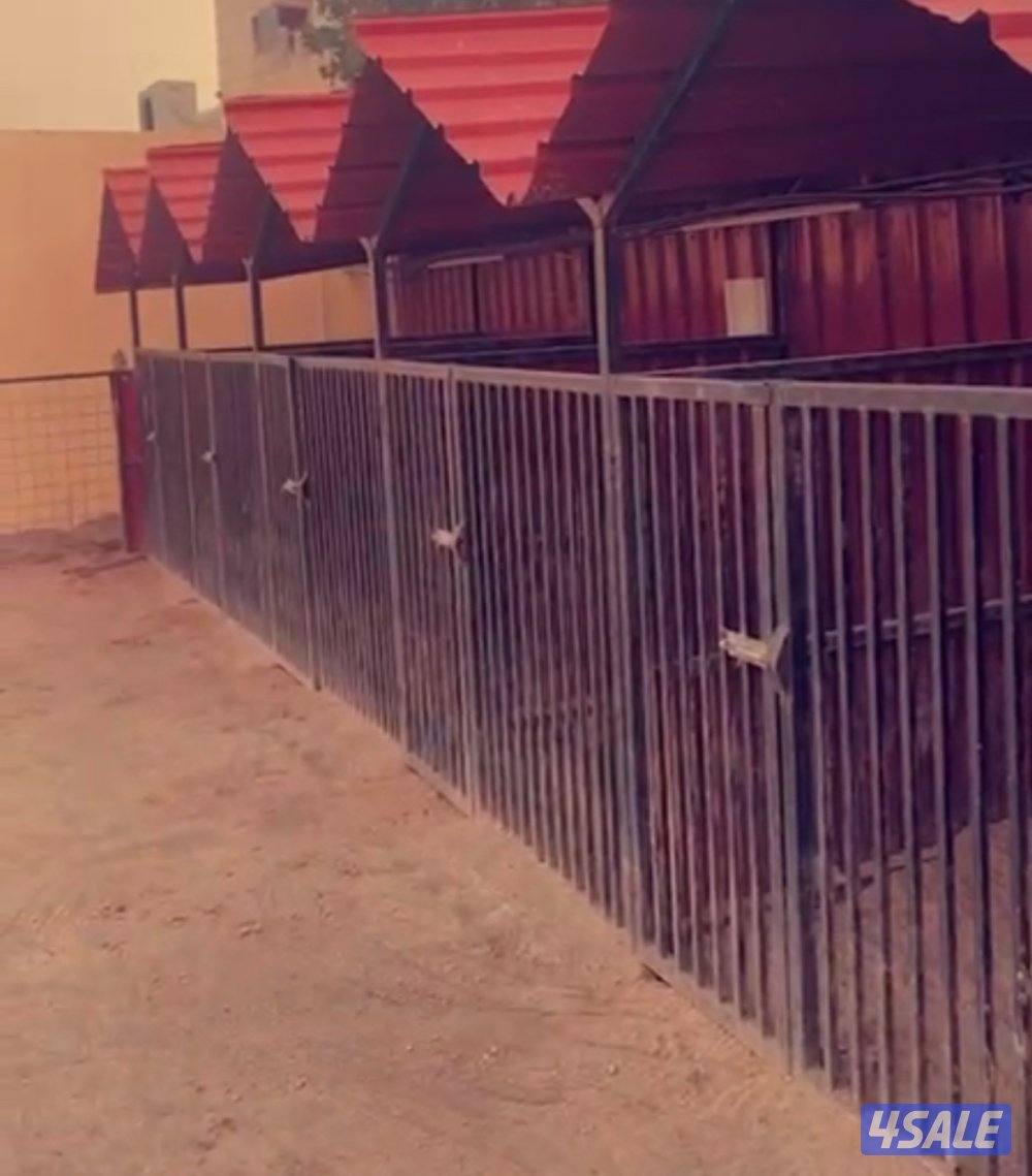 فندقه للكلاب1