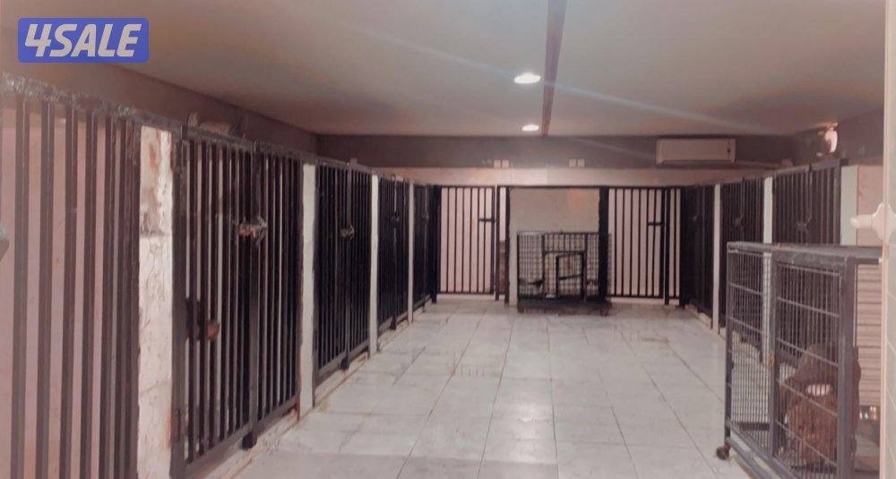 فندقه للكلاب6