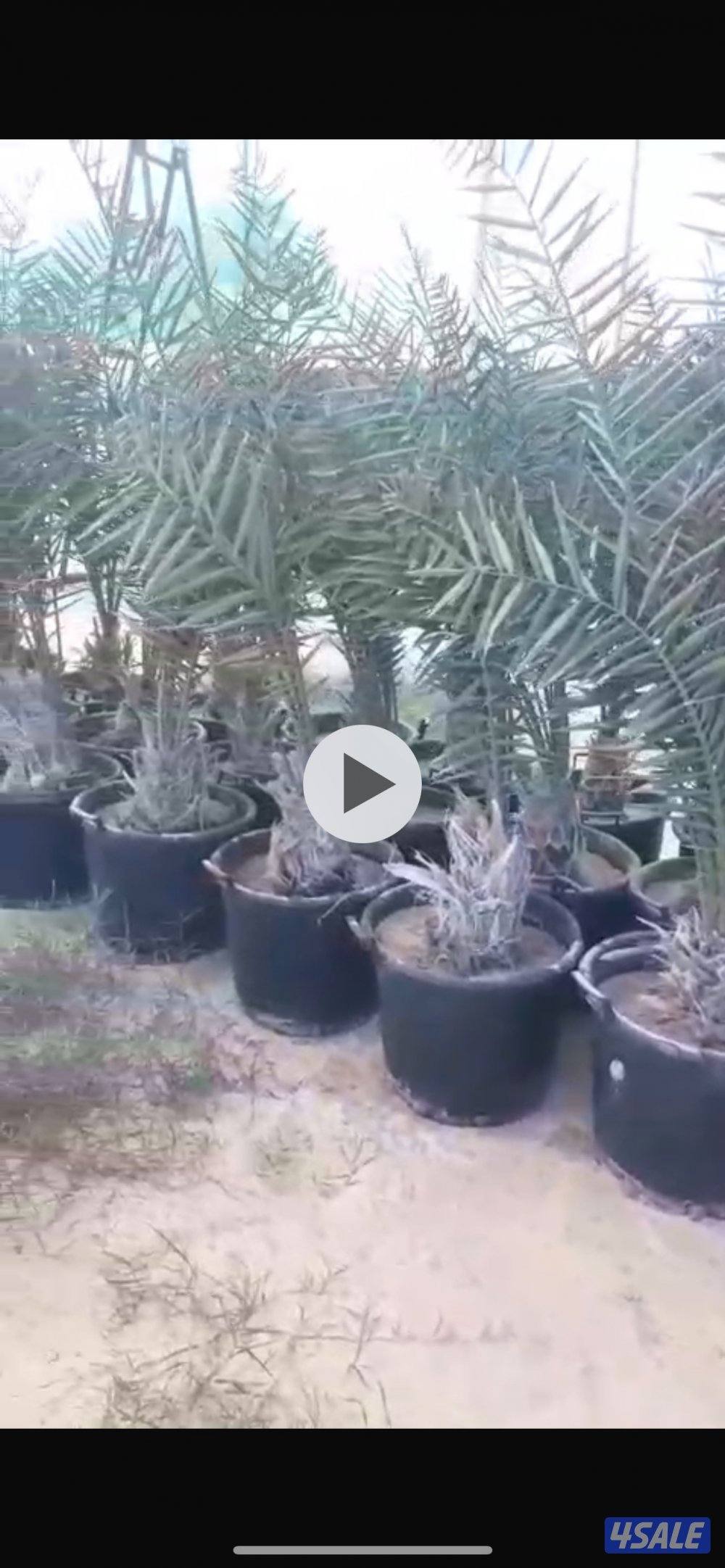 للبيع فروخ نخل اخلاص نسيجي0