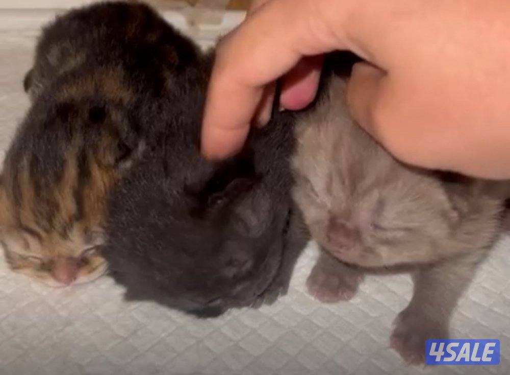 قطط كتن للبيع قريب الشهرين6