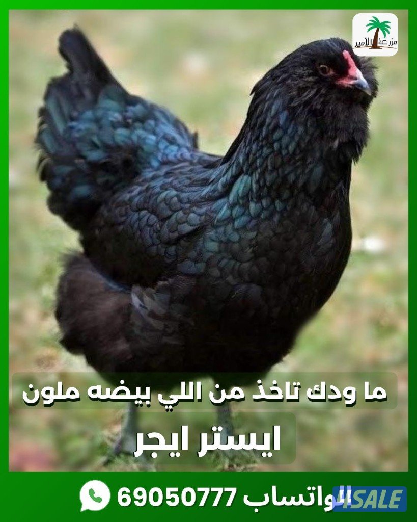 دجاج ايستر اللي بيضه ملون0