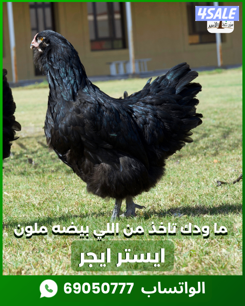 دجاج ايستر اللي بيضه ملون1