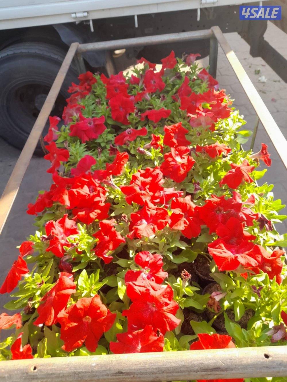 ابو عيد لتنسيق الحدائق الداخليه والخارجيه والتيل الطبيعي13