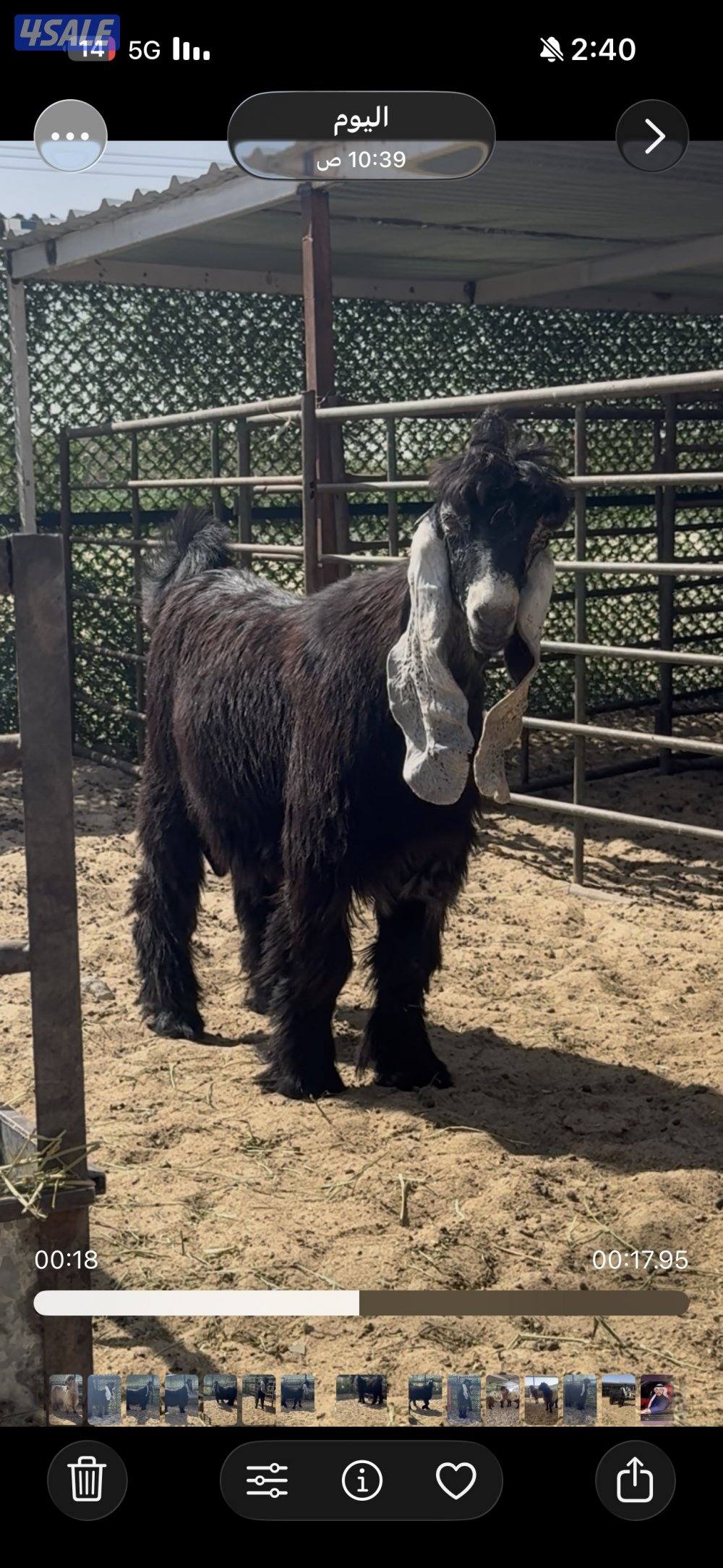 جذع  اربش خصم الخصك1