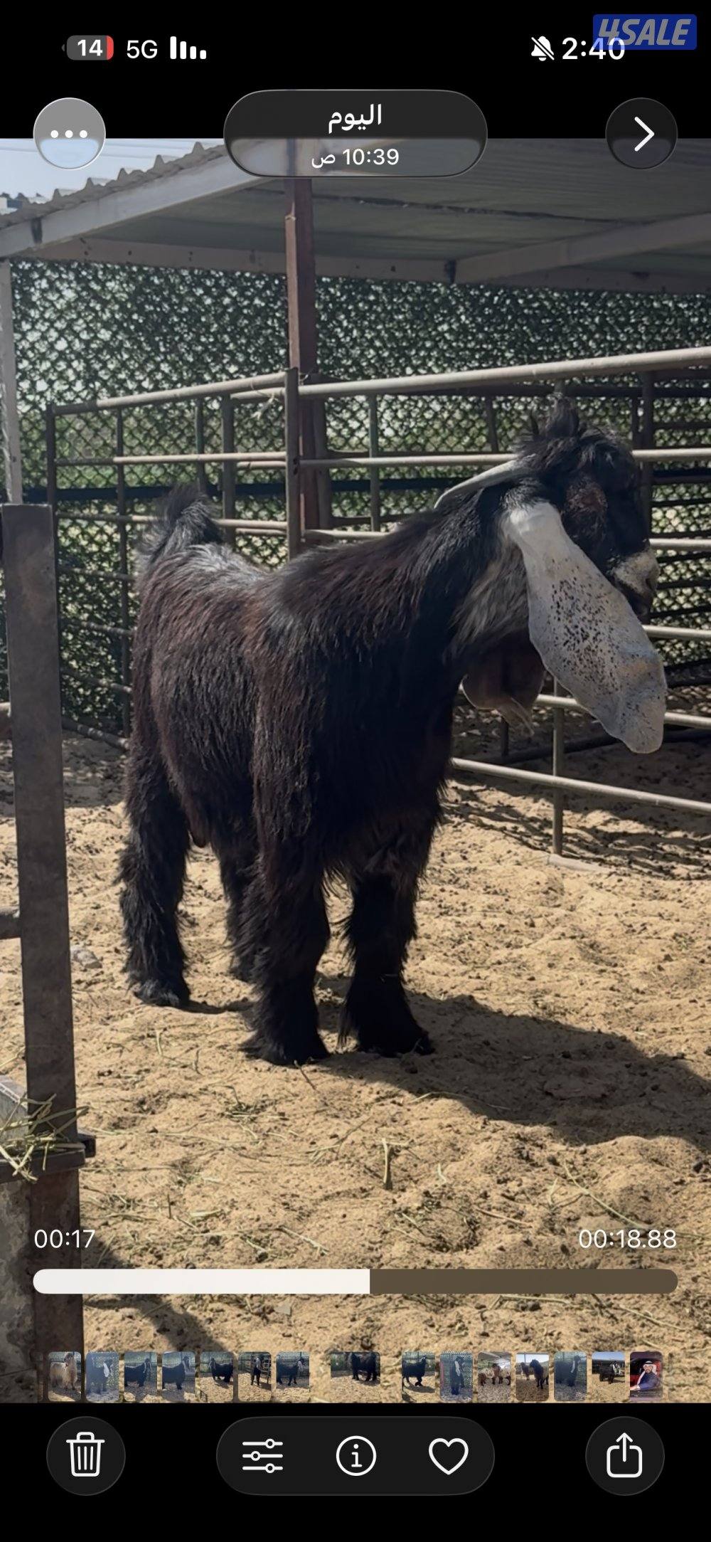 جذع  اربش خصم الخصك2