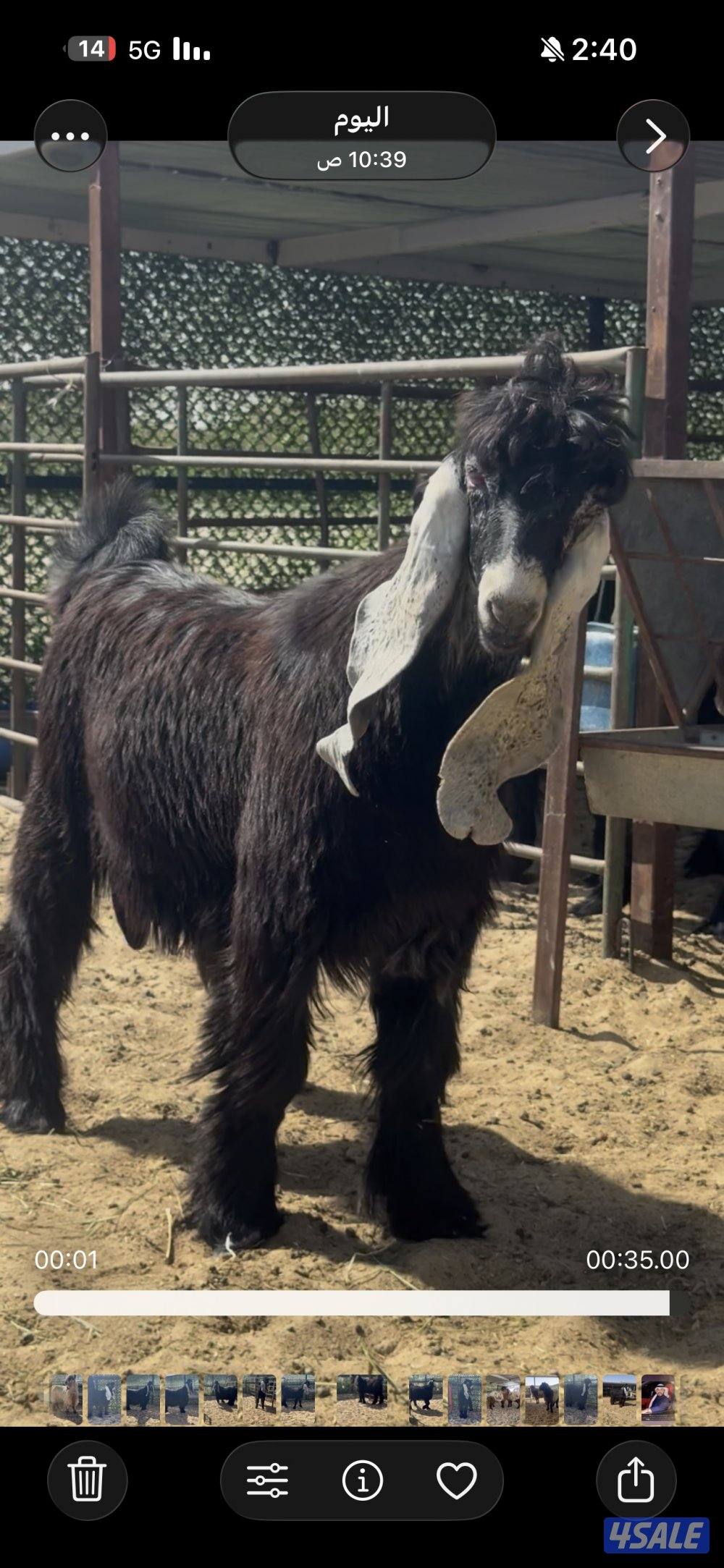 جذع  اربش خصم الخصك3