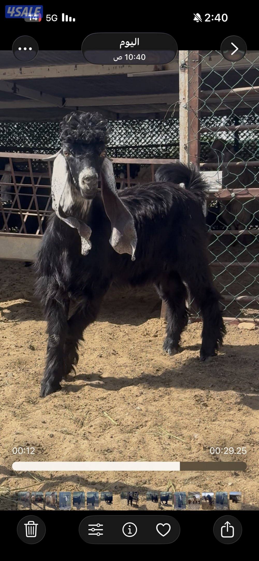 جذع  اربش خصم الخصك4