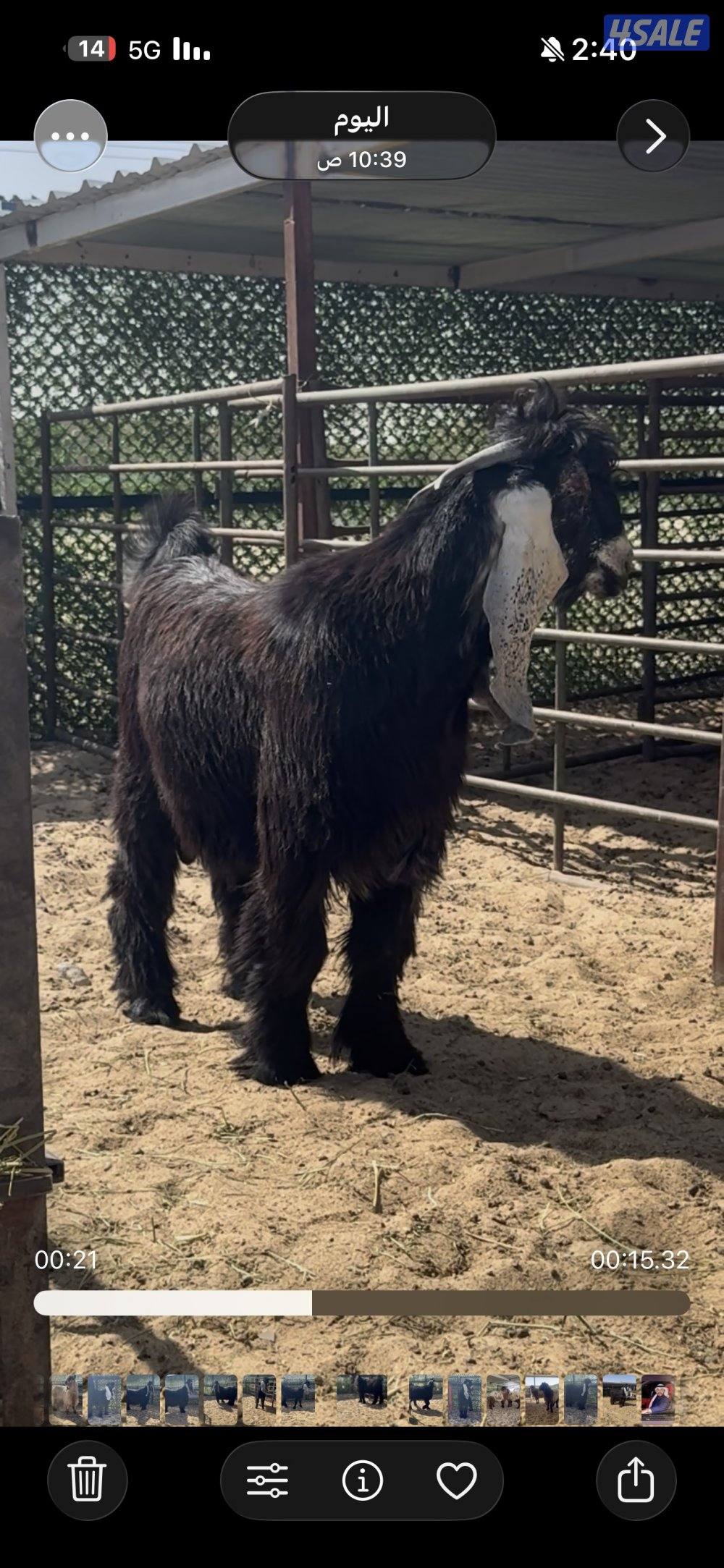 جذع  اربش خصم الخصك5