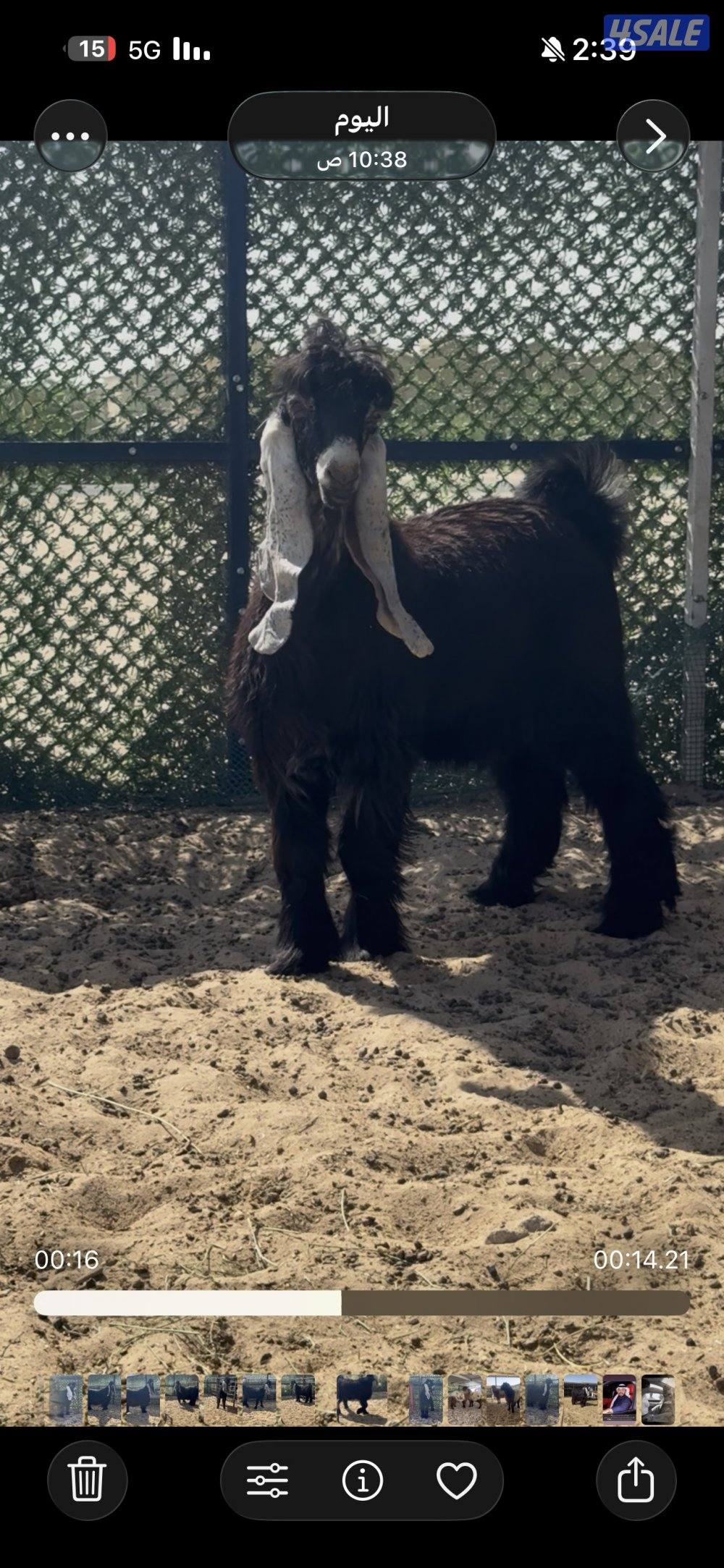 جذع  اربش خصم الخصك6