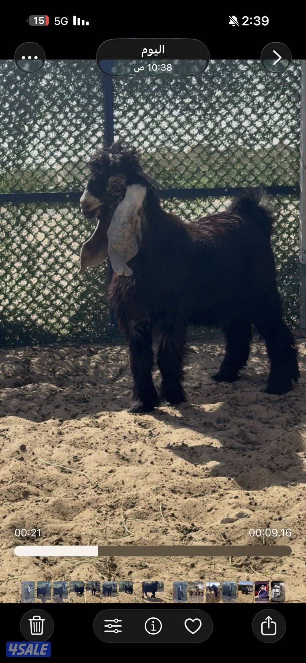 جذع  اربش خصم الخصك9