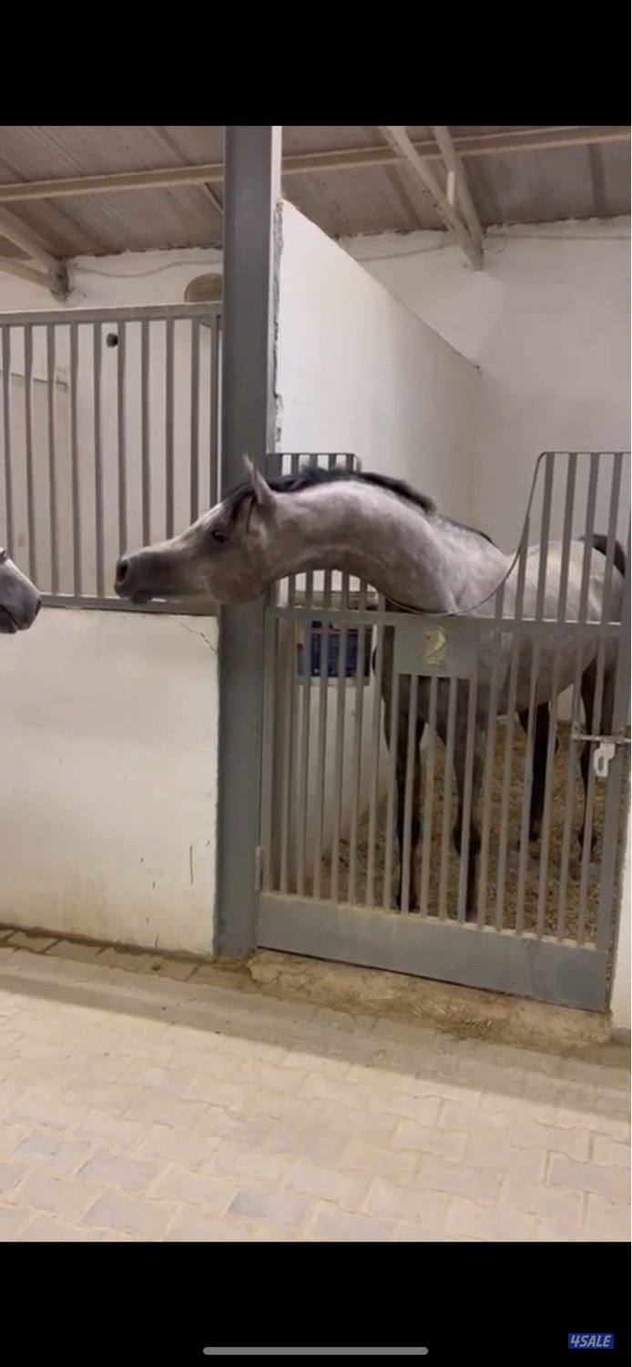 حصان بولش حفيد الرشيم2