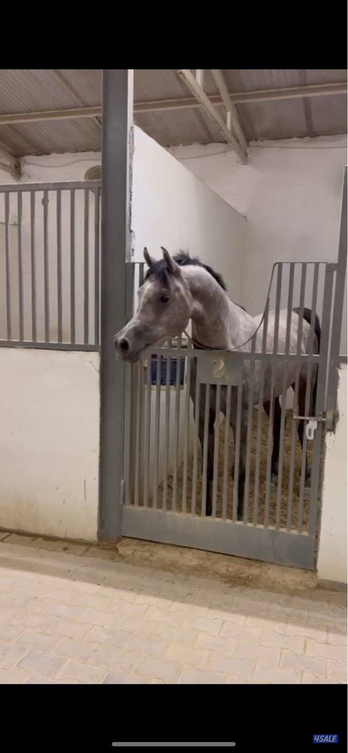 حصان بولش حفيد الرشيم1