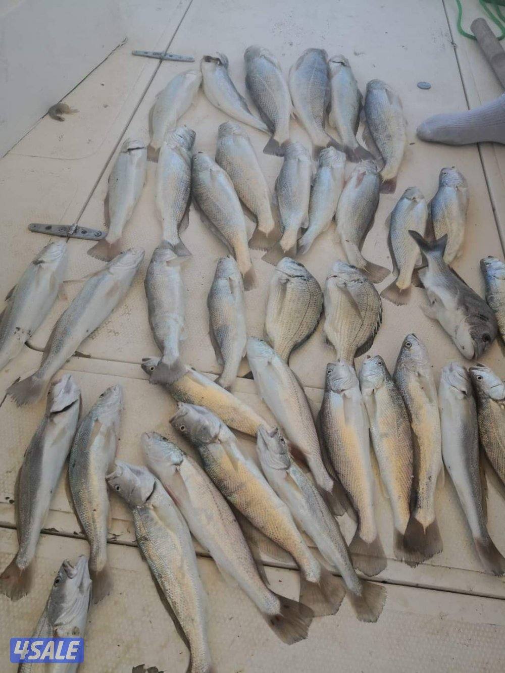 أجمل الرحلات البحريه جميع جزرالكويت حدائق شمال وجنوب وتوصيل فيلكه7