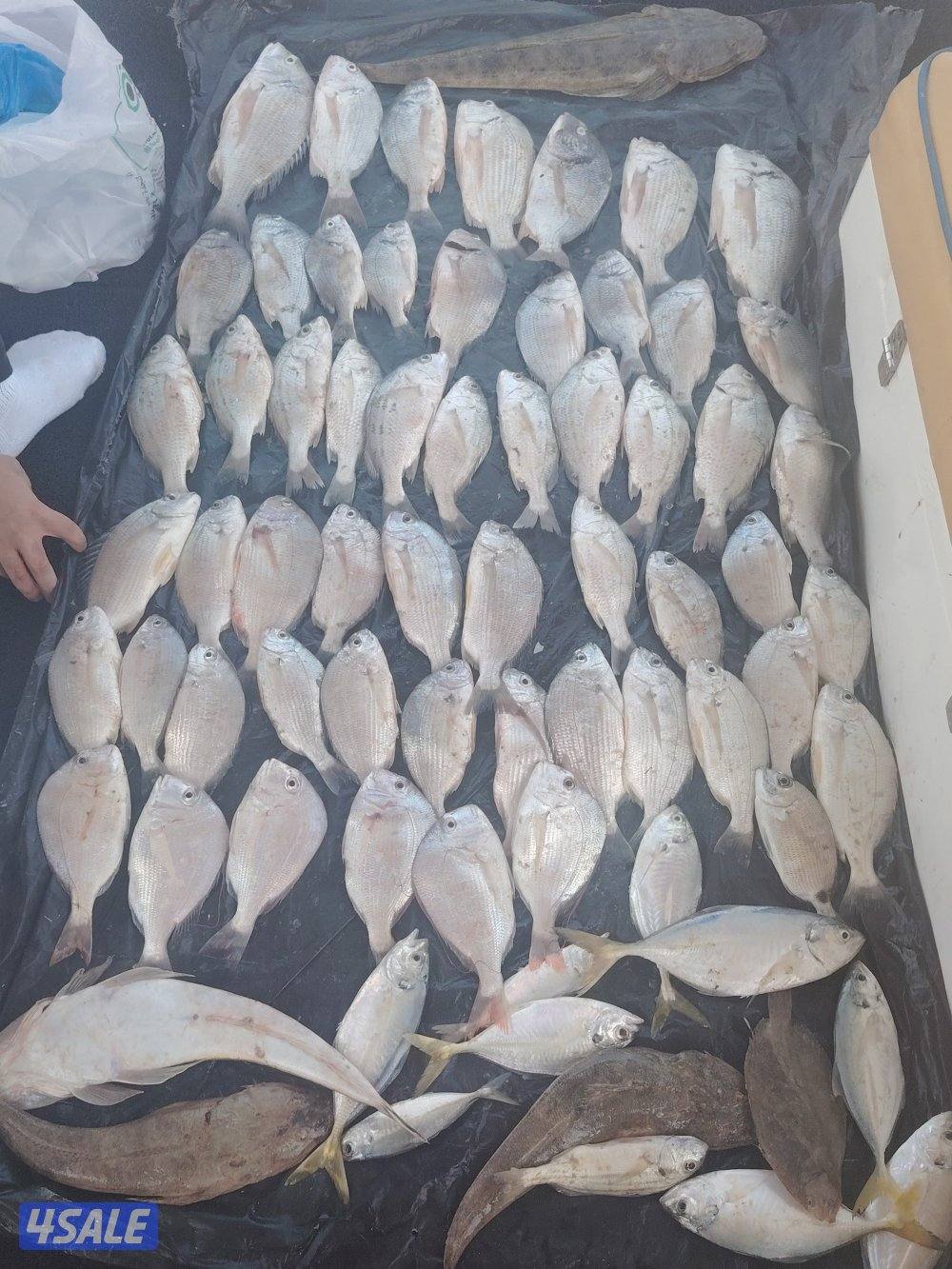 أجمل الرحلات البحريه جميع جزرالكويت حدائق شمال وجنوب وتوصيل فيلكه13