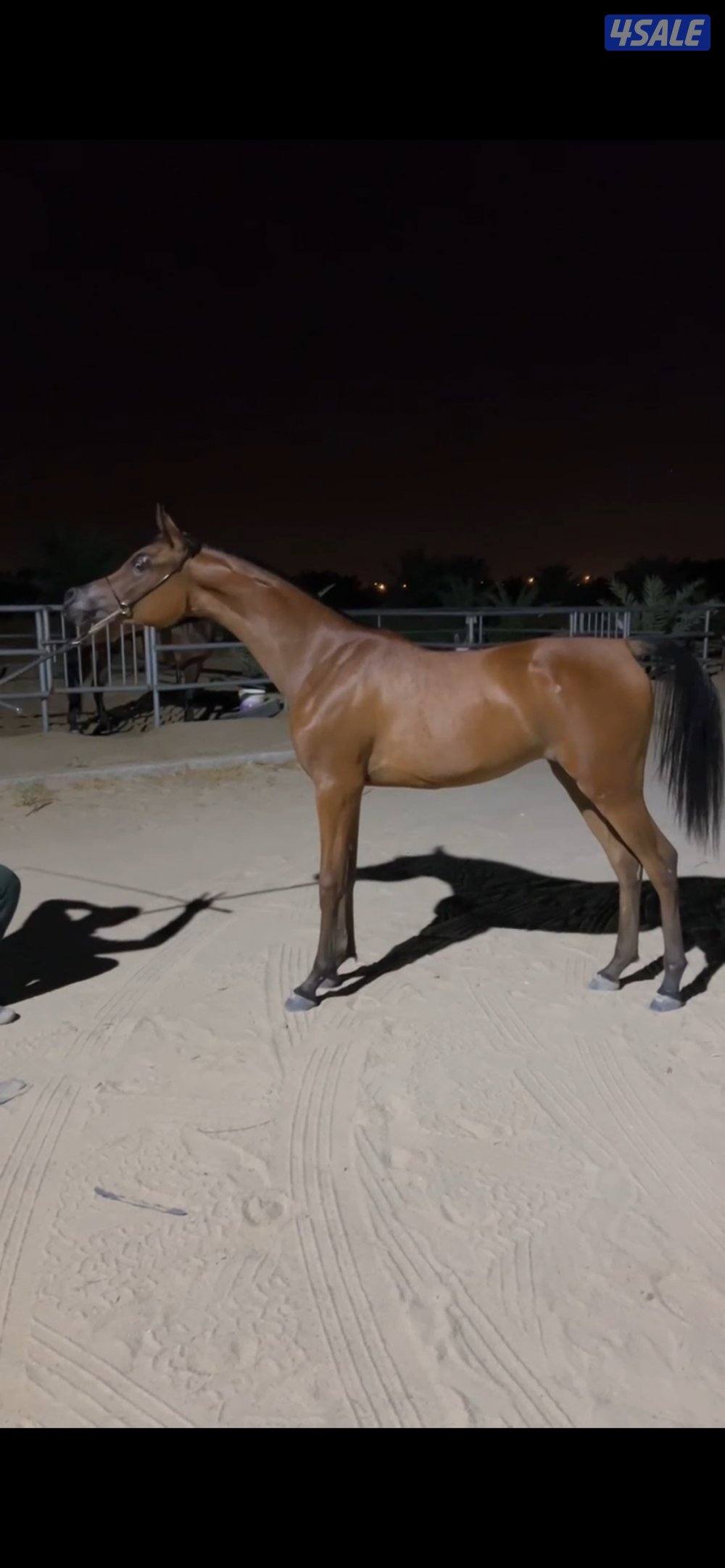 للبيع مهره0