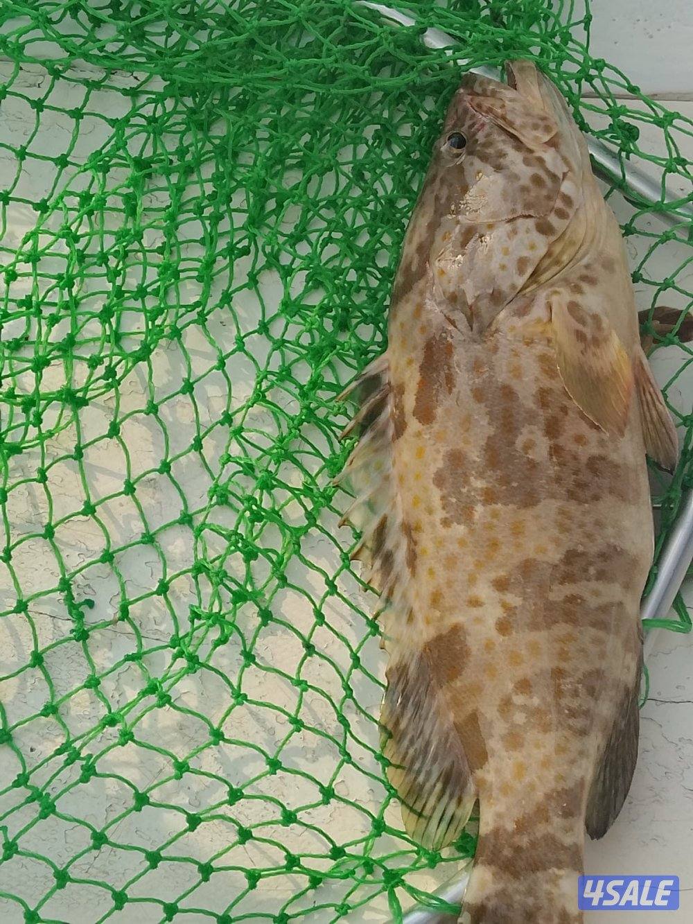 ايجار طراد اجار طراد تاجير الطراد2