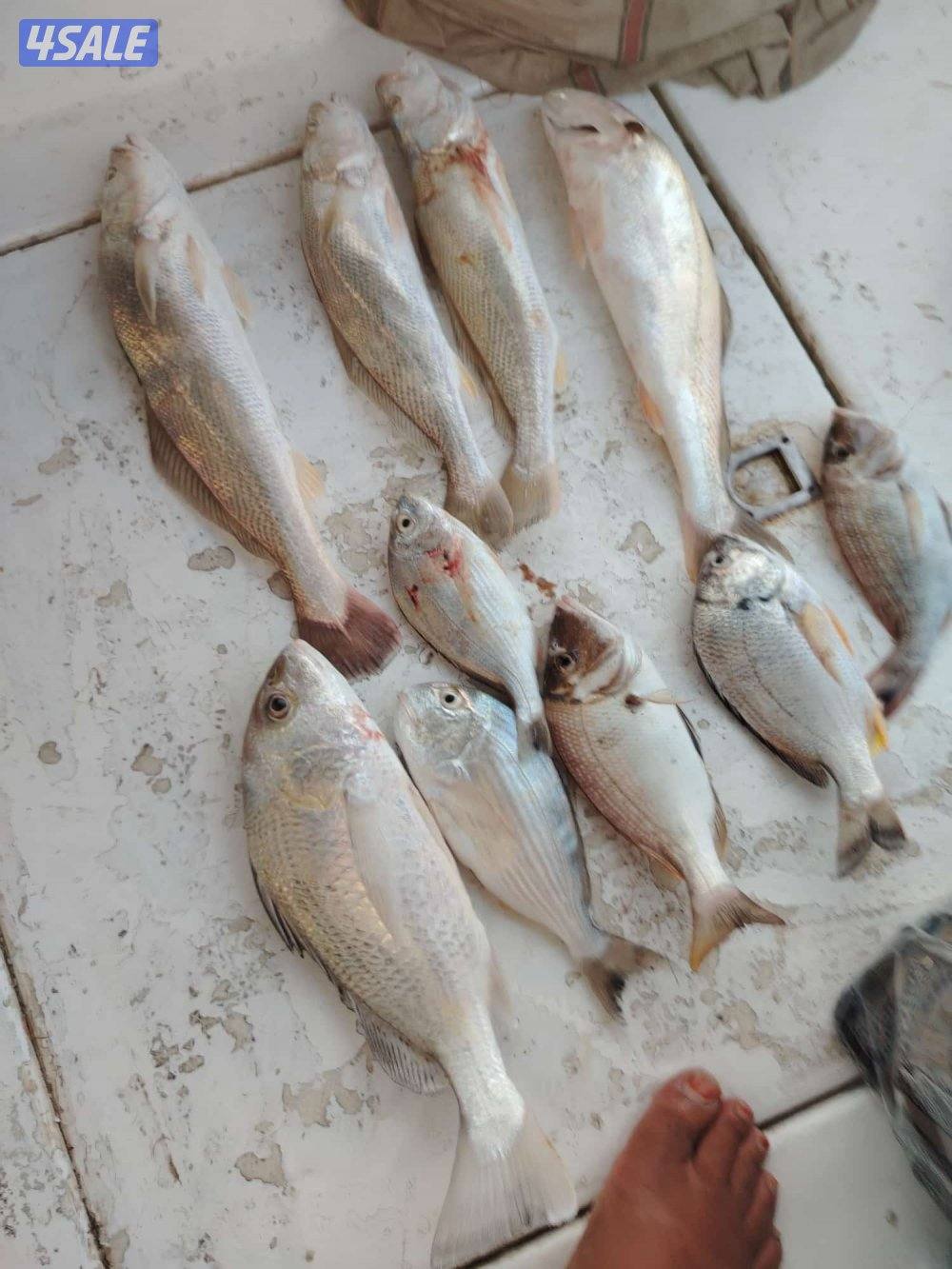 ايجار طراد اجار طراد تاجير الطراد4