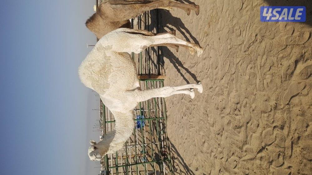 للبيع قعدان محليه فاخره يوجد خدمه توصيل جميع مناطق الكويت2